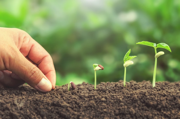 Mano Sembrando Semillas En Suelo Planta Creciente Concepto De Paso