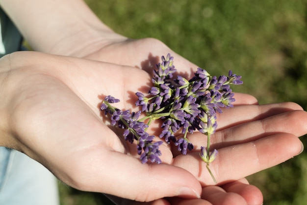 Mano sosteniendo flores de lavanda inglesa púrpura Foto gratis