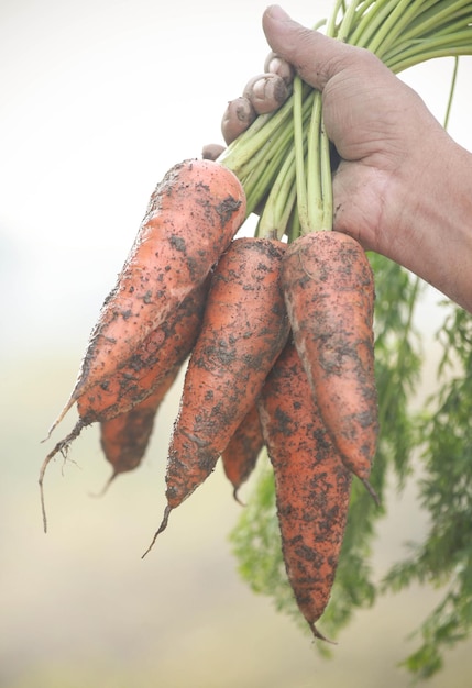 Mano Sosteniendo Zanahorias Frescas Y Org Nicas Foto Premium