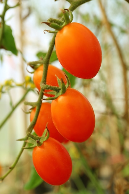 Tomate De Rbol Nombre Propiedades Beneficios Y Ms