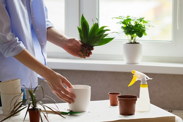 Manos Femeninas Trasplantan La Planta De Dracaena En Una Nueva Maceta