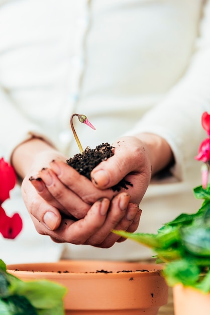 Las Manos De La Mujer Trasplantan La Planta A En Una Maceta Nueva