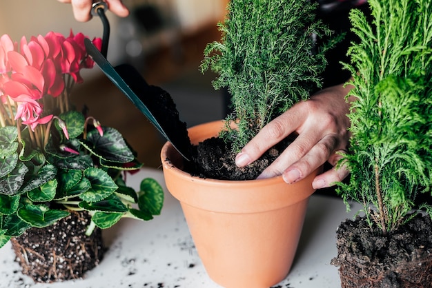 Las Manos De La Mujer Trasplantan La Planta A En Una Maceta Nueva