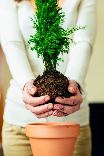 Las Manos De La Mujer Trasplantan La Planta A En Una Maceta Nueva