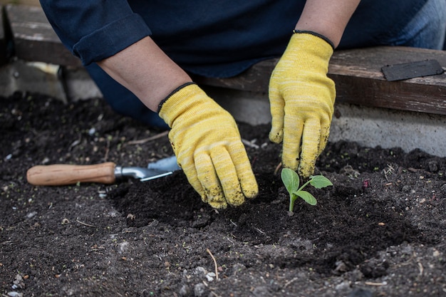 Las manos de las mujeres en guantes plantan flores en el suelo con vinagre. concepto de jardinería Foto Premium