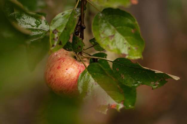 Una Manzana Abigarrada Madura Cuelga De Una Rama Con Hojas Verdes