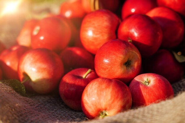 Manzanas Rojas De La Granja Jugosas Frutas Org Nicas Cultivadas En Un