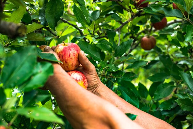 Manzanas Rojas Recogidas De La Finca Y Seleccionadas En La Caja Listas