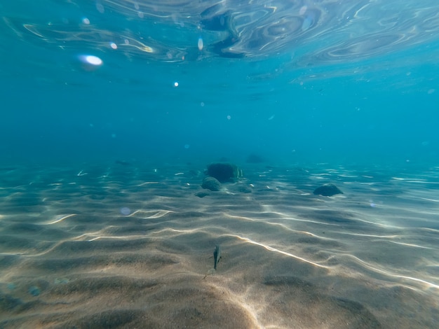 Bajo el mar | Foto Premium