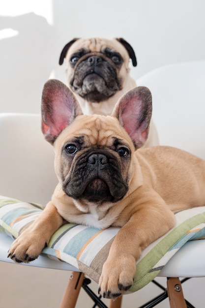 Mascotas felices pug perro y bulldog francés sentado en
