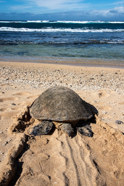 Maui Haw I La Tortuga Verde Hawaiana Chelonia Mydas Deja Un Rastro