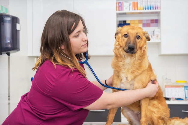 femenino de medico veterinario