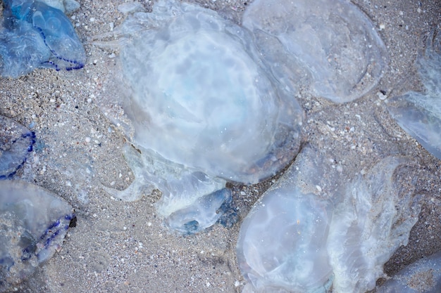 Medusas Azules Enormes En Una Playa De Arena Invasi N De Medusas