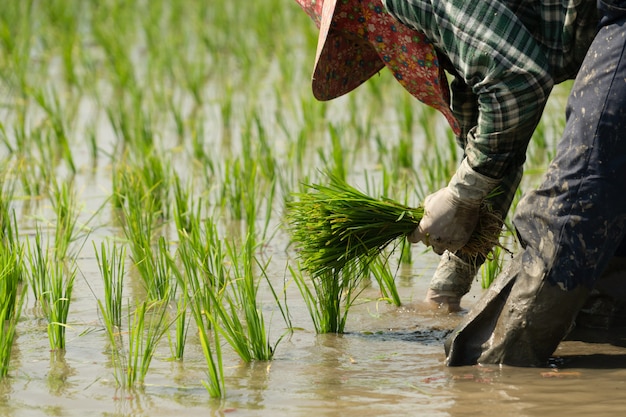 Método Tradicional De Siembra De Arroz. Los Agricultores De Arroz ...