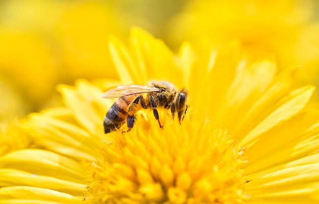 Resultado de imagen para abeja en flor