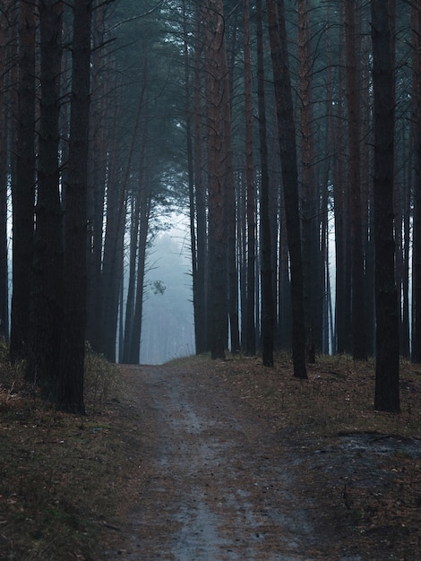 Místico camino de niebla oscura en bosque de pinos Foto Premium