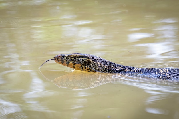 Un monitor de agua asiático varanus salvator nada en el río animales