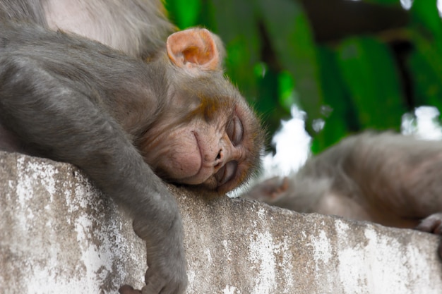 Mono Indio Tambi N Conocido Como El Macaco Rhesus Tomando Una Siesta