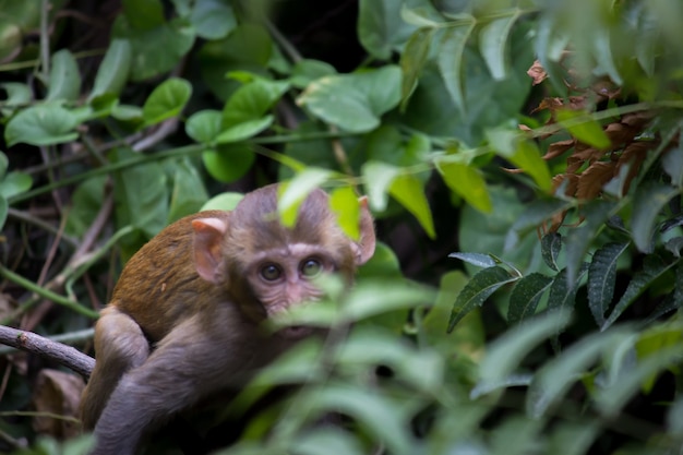 Mono joven también conocido como el macaco rhesus sentado bajo el árbol