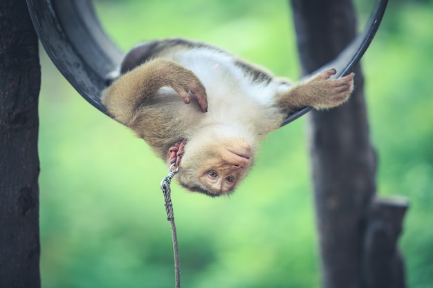 Un mono marrón con lazo en dormir en el barril en el parque | Foto Premium