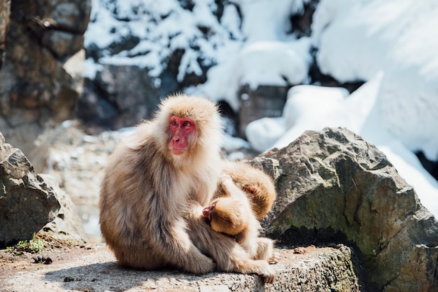 Mono De Nieve En Japon Foto Gratis