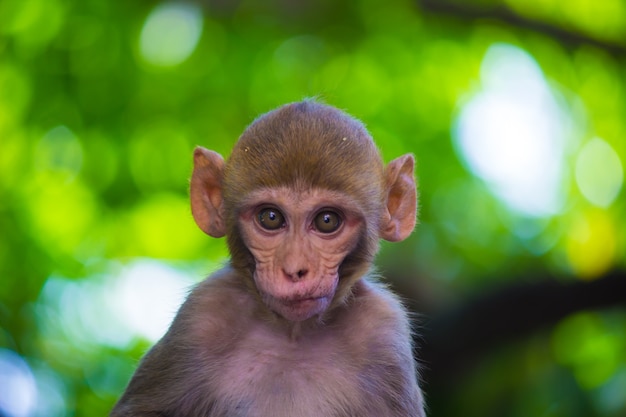 Los Monos Macacos Rhesus Son Primates O Simios Marrones Familiares O