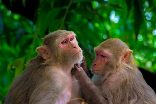 Los Monos Macacos Rhesus Son Primates O Simios Marrones Familiares O