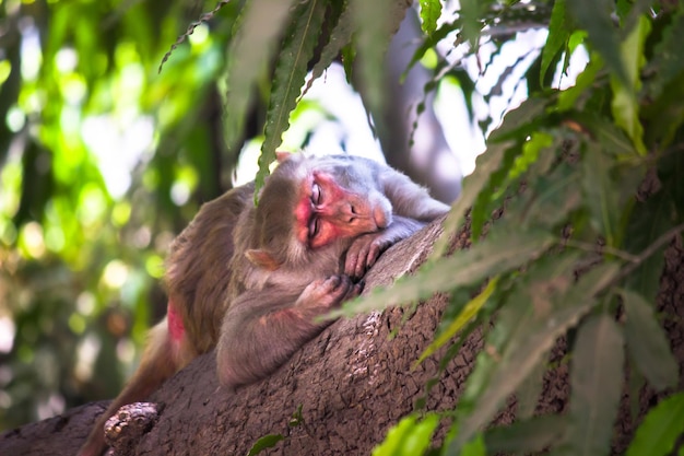 Los Monos Rhesus Son Primates Marrones O Simios Familiares Que Duermen