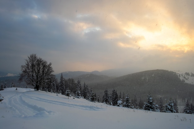 Moody Paisaje Invernal Con Rbol Desnudo Oscuro Cubierto Con Campo De