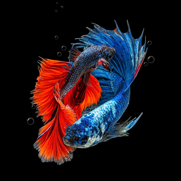 Movimiento Hermoso De Peces Betta Siameses Multicolores O Peces