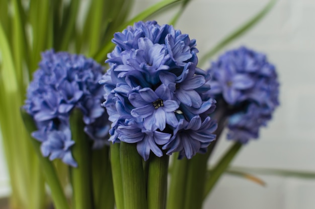 Muchas Flores De Jacinto En Azul Foto Premium