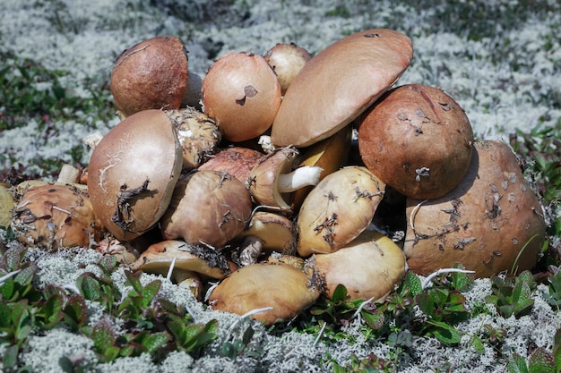 Muchos Deliciosos Hongos Comestibles Recién Silvestres Recolectados En La Tundra Otoñal Entre 0741