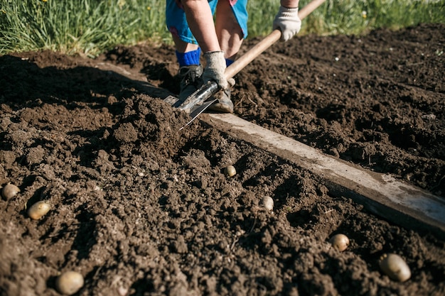 Mujer madura plantar papas en su jardín Foto Premium