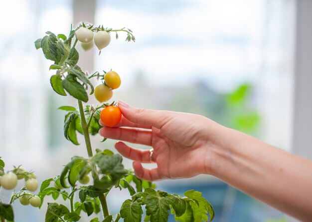 Una Mujer Recoge Tomates Maduros Amarillos Peque Os Tomates Verdes Y