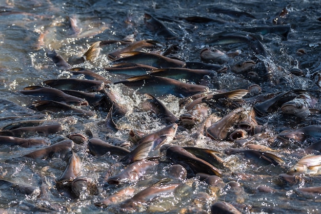 Multitud De Muchos Peces De Agua Dulce Hambrientos Como El