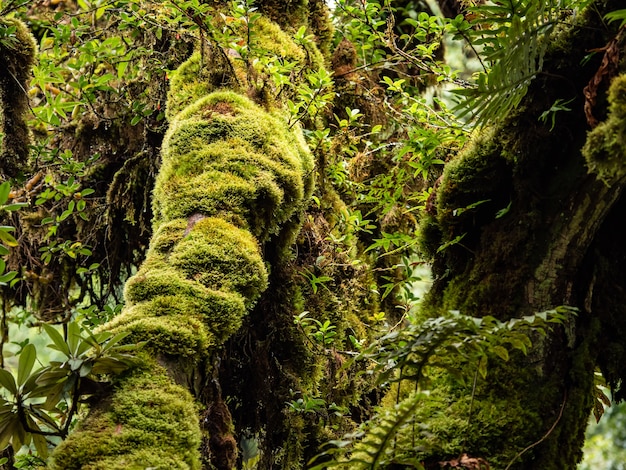 Musgo Y Helecho En La Selva Foto Premium