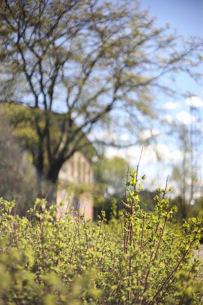 Naturaleza Primaveral Hojas Y Arbustos Con Las Primeras Hojas Verdes