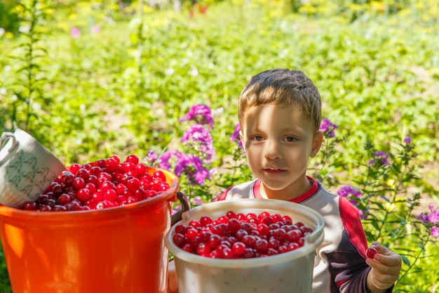 Niño feliz come cerezas recién cogidas Foto Premium