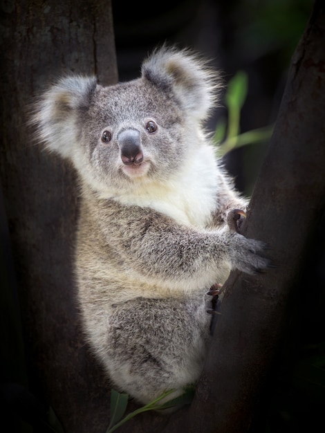 Oso De Koala Del Bebe Que Se Sienta En Un Arbol Foto Premium