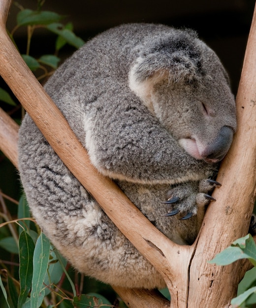 Oso Koala Durmiendo En El Arbol Nueva Gales Del Sur Australia Foto Premium