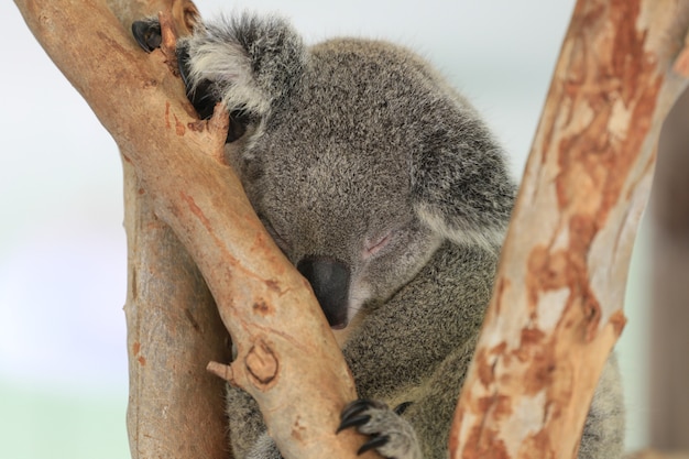 Oso De Koala Durmiendo En El Arbol Foto Premium