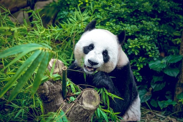 Oso Panda Gigante Hambriento Comiendo Bambú Foto Premium