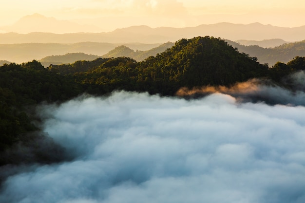 Paisaje Brumoso Con Bosque De Abetos | Foto Premium