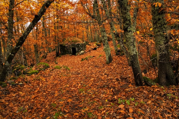 Paisaje con cabaña de piedra en un bosque de castaños cerca de