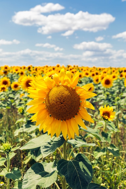 Paisaje De Campo De Girasol Foto Premium