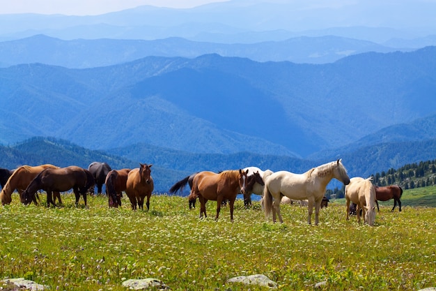 Paisaje de montañas con caballos | Descargar Fotos gratis