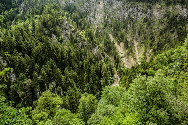 Paisaje escénico de bosque de pino y montaña. | Foto Premium