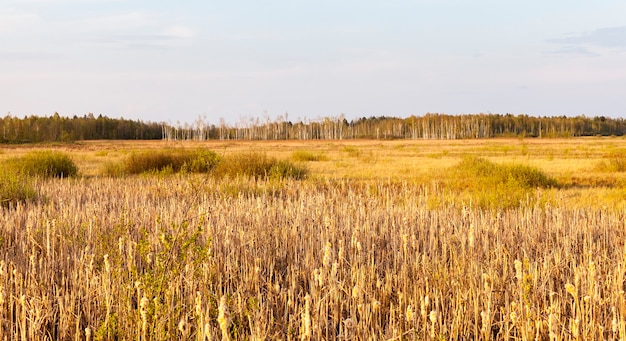 Paisaje Oto Al Con Hierba Amarillenta Y Rboles Desnudos Que Crecen En