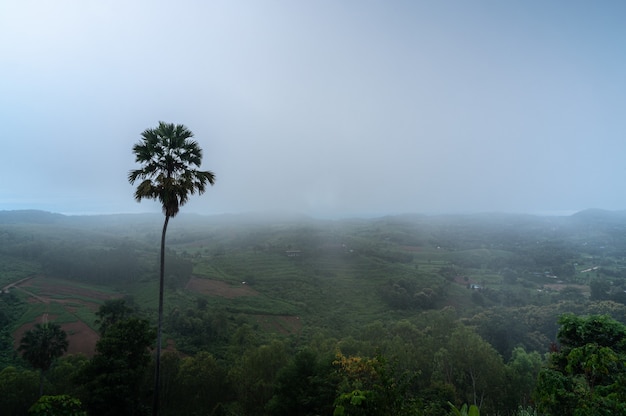 Paisaje De Palmera Con Niebla En La Selva En Un D A Lluvioso Por La