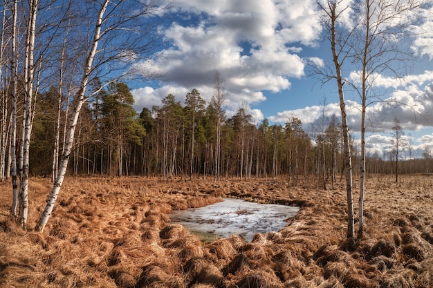 Paisaje De Primavera Panor Mica Con Abedules Y Un Gran Charco Congelado